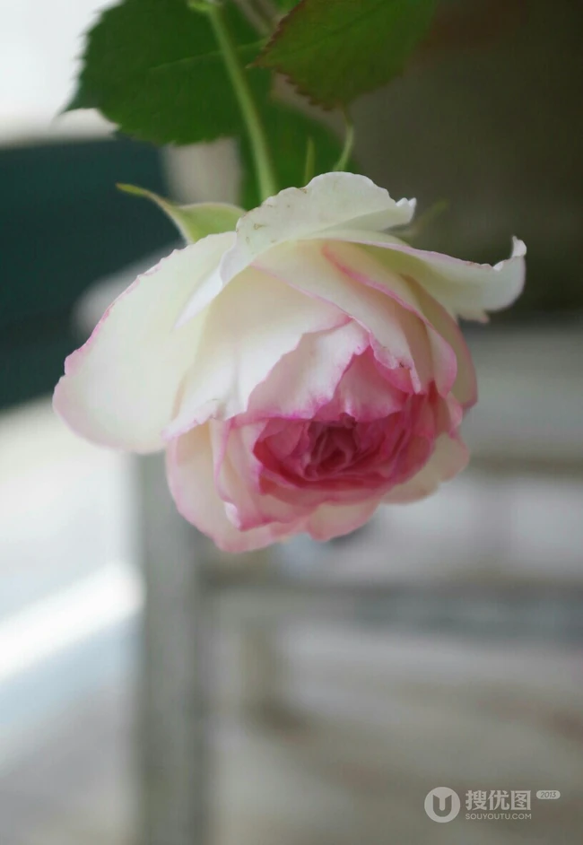 月季花-龙沙宝石，花型好看但花期较短的大藤本月季龙沙宝石图片
