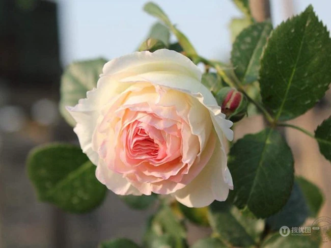 月季花-龙沙宝石，花型好看但花期较短的大藤本月季龙沙宝石图片
