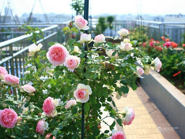 月季花-龙沙宝石，花型好看但花期较短的大藤本月季龙沙宝石图片