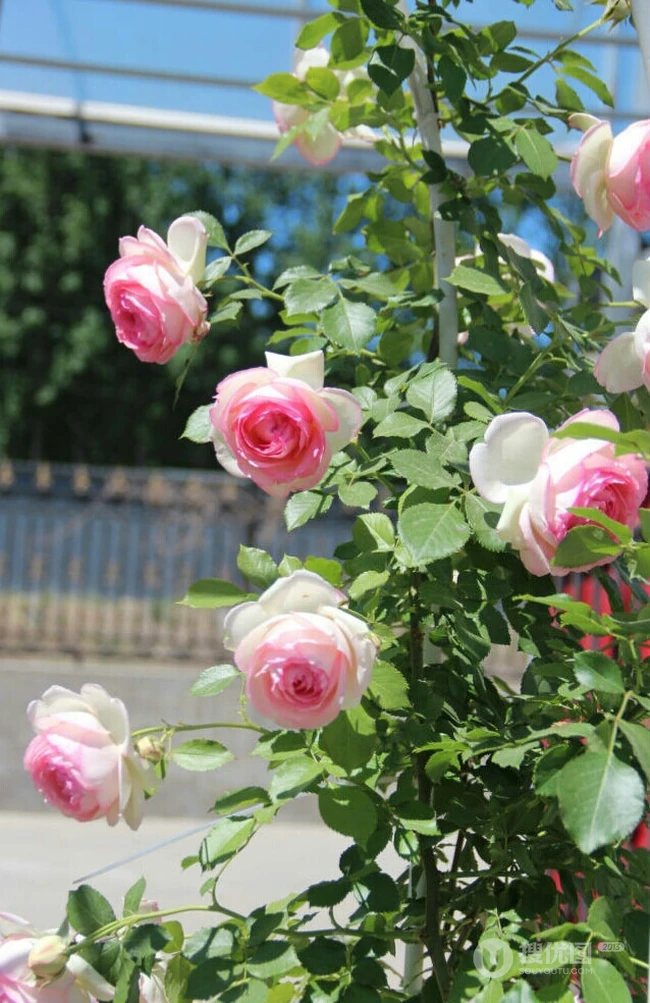 月季花-龙沙宝石，花型好看但花期较短的大藤本月季龙沙宝石图片