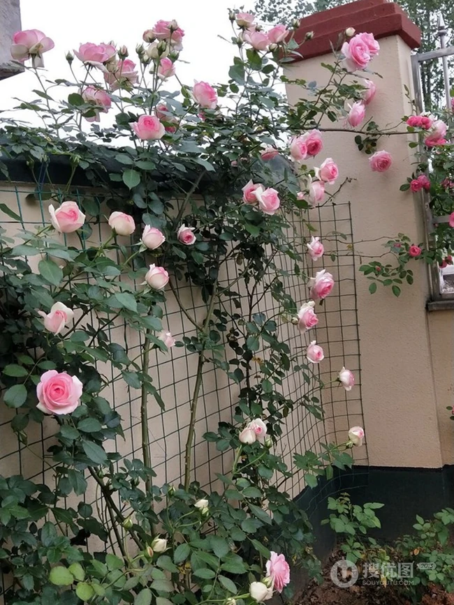 月季花-龙沙宝石，花型好看但花期较短的大藤本月季龙沙宝石图片