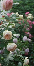 月季花-龙沙宝石，花型好看但花期较短的大藤本月季龙沙宝石图片