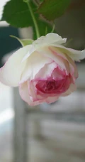月季花-龙沙宝石，花型好看但花期较短的大藤本月季龙沙宝石图片