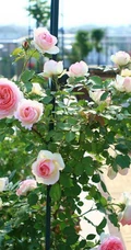 月季花-龙沙宝石，花型好看但花期较短的大藤本月季龙沙宝石图片