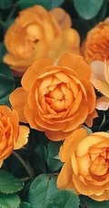蜂蜜焦糖，法国月季经典之一焦糖色的月季花蜂蜜焦糖图片