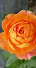 蜂蜜焦糖，法国月季经典之一焦糖色的月季花蜂蜜焦糖图片