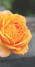 蜂蜜焦糖，法国月季经典之一焦糖色的月季花蜂蜜焦糖图片