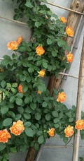 蜂蜜焦糖，法国月季经典之一焦糖色的月季花蜂蜜焦糖图片