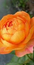 蜂蜜焦糖，法国月季经典之一焦糖色的月季花蜂蜜焦糖图片