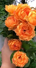 蜂蜜焦糖，法国月季经典之一焦糖色的月季花蜂蜜焦糖图片