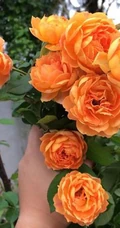 蜂蜜焦糖，法国月季经典之一焦糖色的月季花蜂蜜焦糖图片