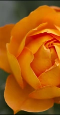 蜂蜜焦糖，法国月季经典之一焦糖色的月季花蜂蜜焦糖图片