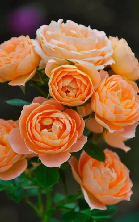 蜂蜜焦糖，法国月季经典之一焦糖色的月季花蜂蜜焦糖图片