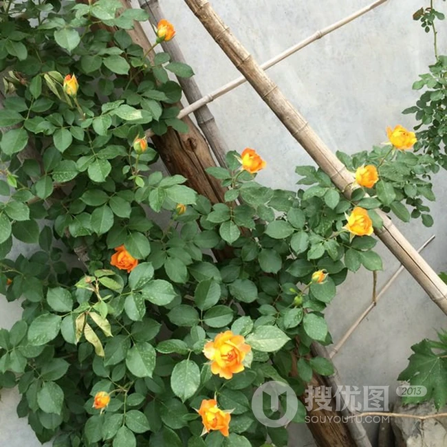 蜂蜜焦糖，法国月季经典之一焦糖色的月季花蜂蜜焦糖图片