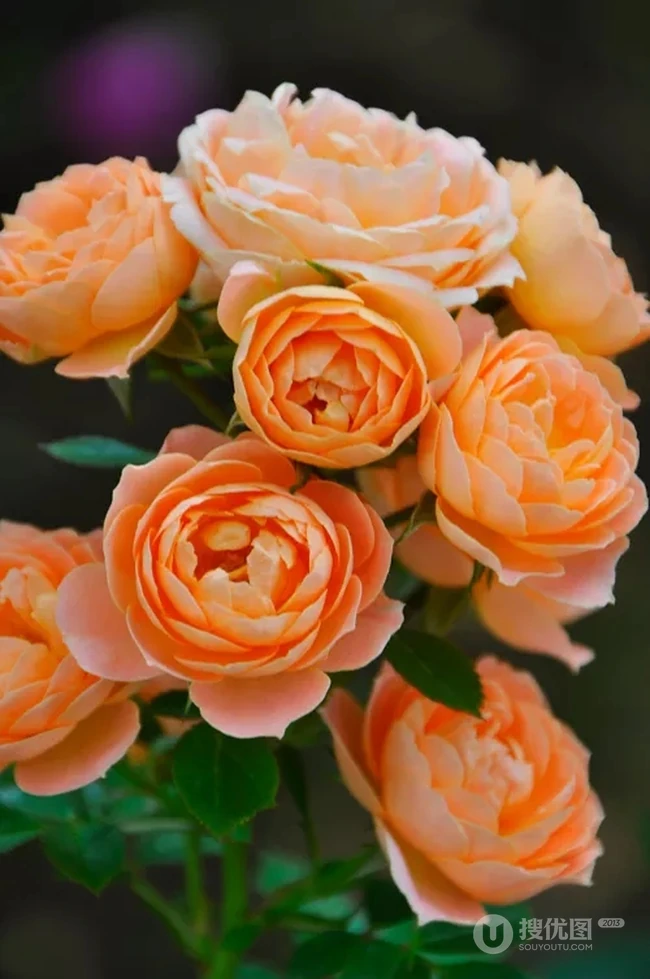 蜂蜜焦糖，法国月季经典之一焦糖色的月季花蜂蜜焦糖图片