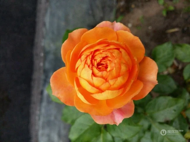 蜂蜜焦糖，法国月季经典之一焦糖色的月季花蜂蜜焦糖图片