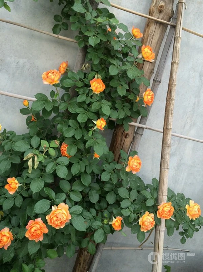 蜂蜜焦糖，法国月季经典之一焦糖色的月季花蜂蜜焦糖图片