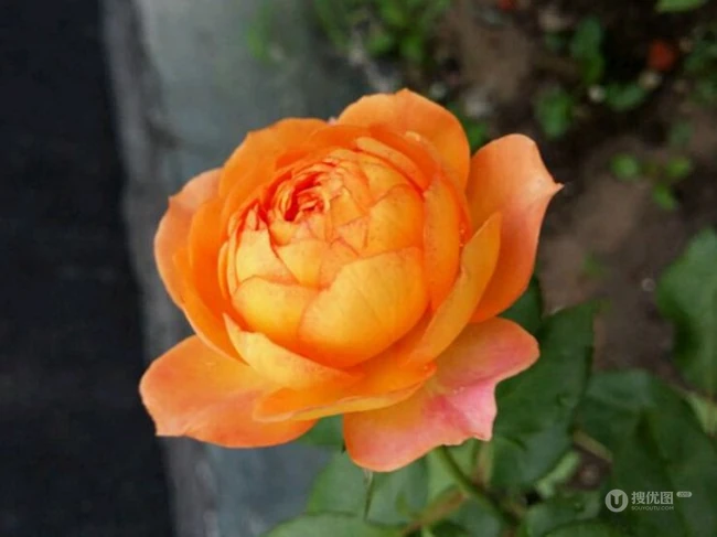 蜂蜜焦糖，法国月季经典之一焦糖色的月季花蜂蜜焦糖图片