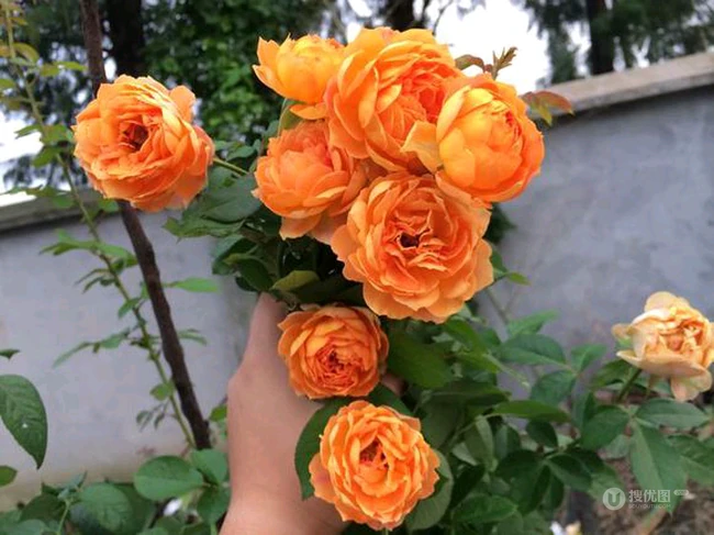 蜂蜜焦糖，法国月季经典之一焦糖色的月季花蜂蜜焦糖图片