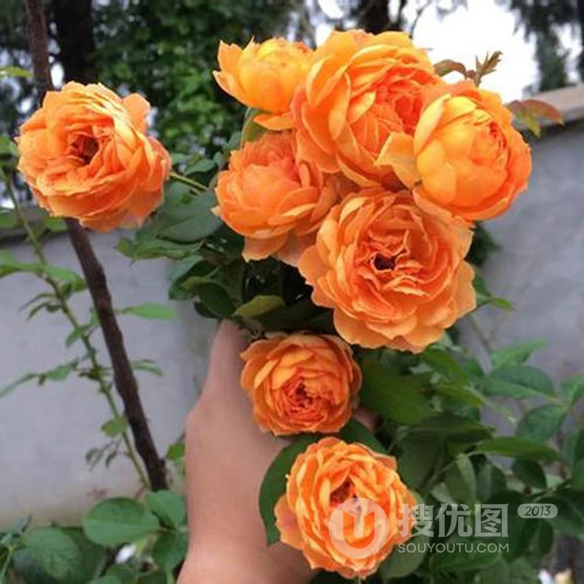 蜂蜜焦糖，法国月季经典之一焦糖色的月季花蜂蜜焦糖图片