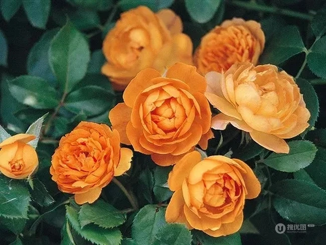 蜂蜜焦糖，法国月季经典之一焦糖色的月季花蜂蜜焦糖图片