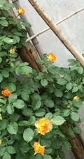 蜂蜜焦糖，法国月季经典之一焦糖色的月季花蜂蜜焦糖图片