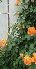 蜂蜜焦糖，法国月季经典之一焦糖色的月季花蜂蜜焦糖图片
