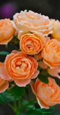 蜂蜜焦糖，法国月季经典之一焦糖色的月季花蜂蜜焦糖图片
