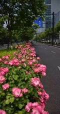 月季安吉拉，颇具浪漫意境之美的藤本月季安吉拉图片