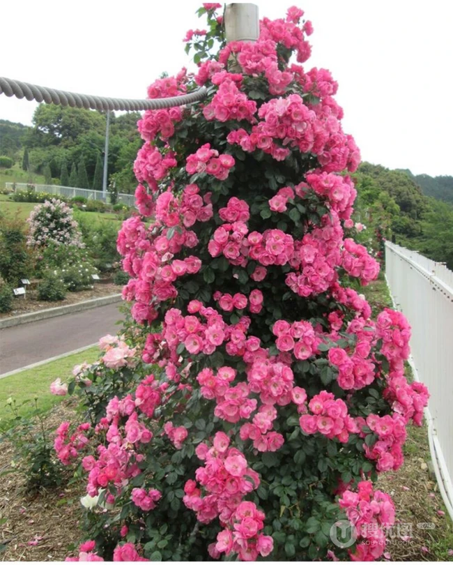 月季安吉拉，颇具浪漫意境之美的藤本月季安吉拉图片