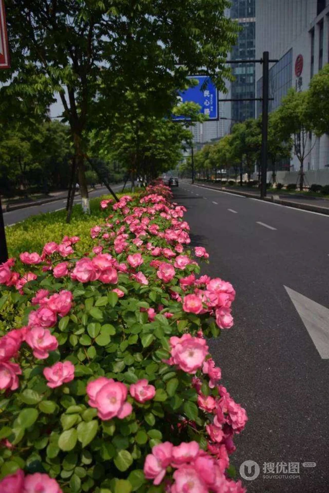 月季安吉拉，颇具浪漫意境之美的藤本月季安吉拉图片