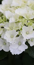 绣球花凯匹林泊，欧洲引进品种的白色绣球花凯匹林泊图片