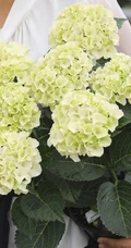 绣球花凯匹林泊，欧洲引进品种的白色绣球花凯匹林泊图片