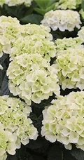 绣球花凯匹林泊，欧洲引进品种的白色绣球花凯匹林泊图片