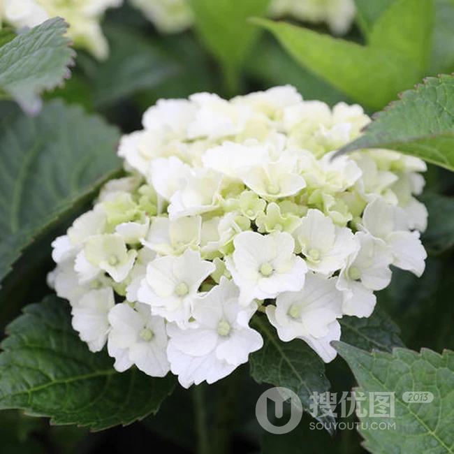 绣球花凯匹林泊，欧洲引进品种的白色绣球花凯匹林泊图片