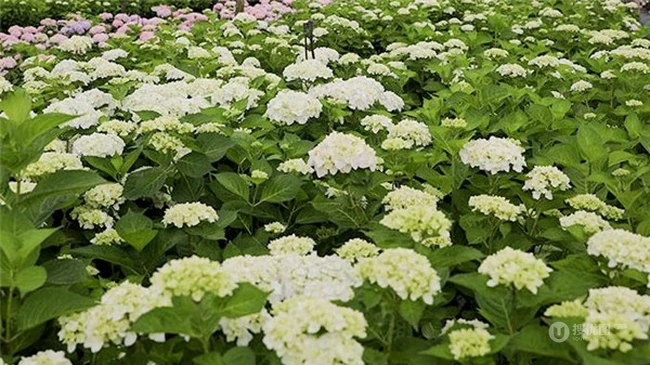 绣球花凯匹林泊，欧洲引进品种的白色绣球花凯匹林泊图片