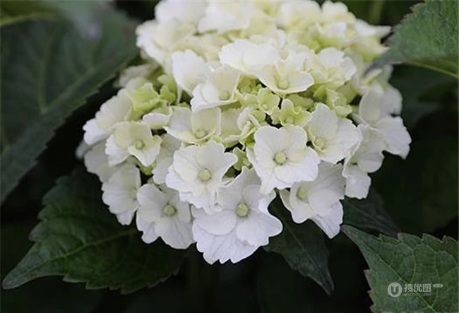 绣球花凯匹林泊，欧洲引进品种的白色绣球花凯匹林泊图片