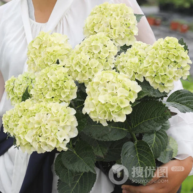 绣球花凯匹林泊，欧洲引进品种的白色绣球花凯匹林泊图片