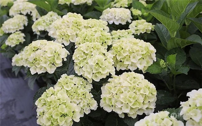 绣球花凯匹林泊，欧洲引进品种的白色绣球花凯匹林泊图片