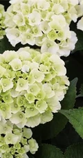 绣球花凯匹林泊，欧洲引进品种的白色绣球花凯匹林泊图片