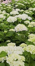 绣球花凯匹林泊，欧洲引进品种的白色绣球花凯匹林泊图片
