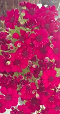瓜叶菊，代表喜悦，快活，快乐花语的菊科植物瓜叶菊图片