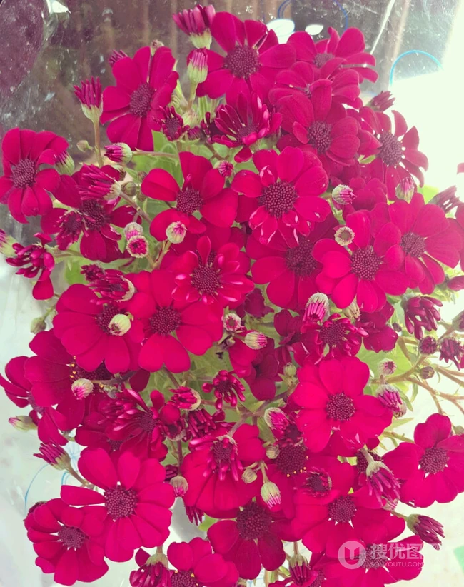 瓜叶菊，代表喜悦，快活，快乐花语的菊科植物瓜叶菊图片