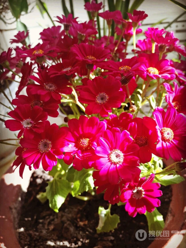 瓜叶菊，代表喜悦，快活，快乐花语的菊科植物瓜叶菊图片