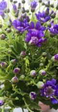色彩丰富多样性的观赏性植物瓜叶菊（富贵菊）唯美图片