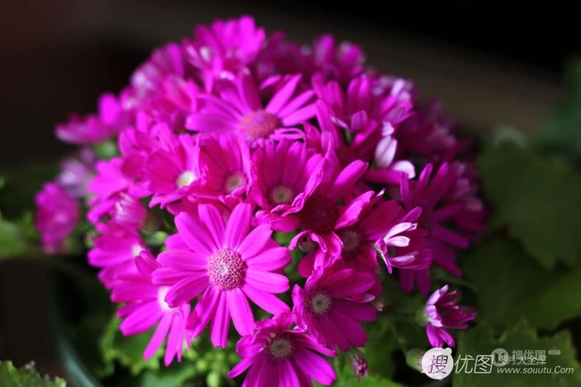 色彩丰富多样性的观赏性植物瓜叶菊（富贵菊）唯美图片