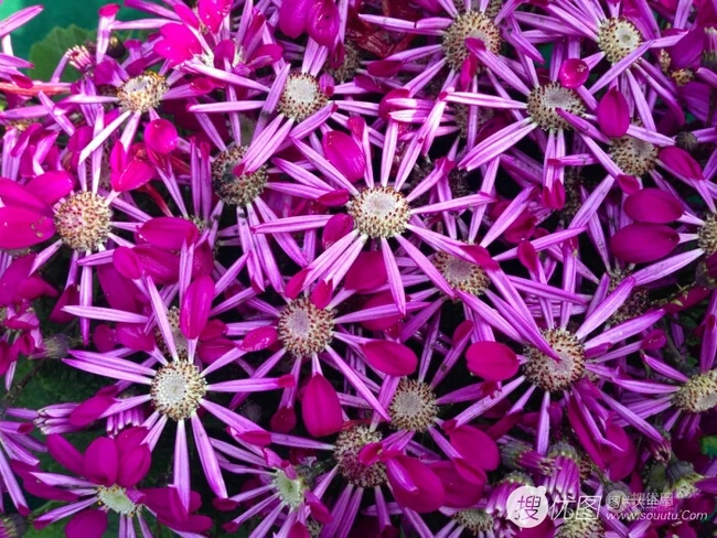 色彩丰富多样性的观赏性植物瓜叶菊（富贵菊）唯美图片