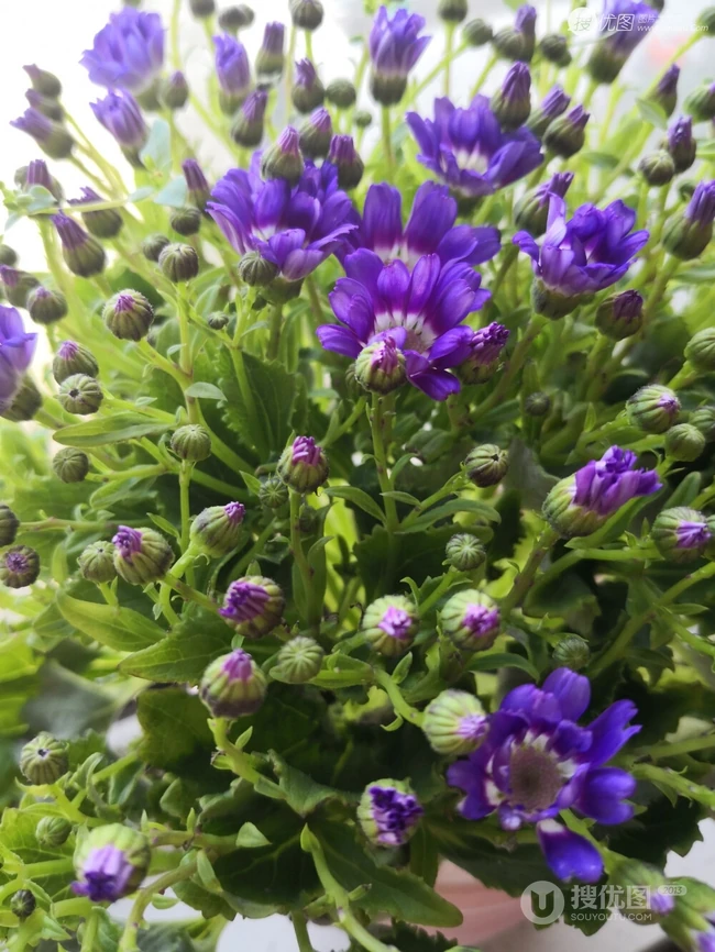 色彩丰富多样性的观赏性植物瓜叶菊（富贵菊）唯美图片