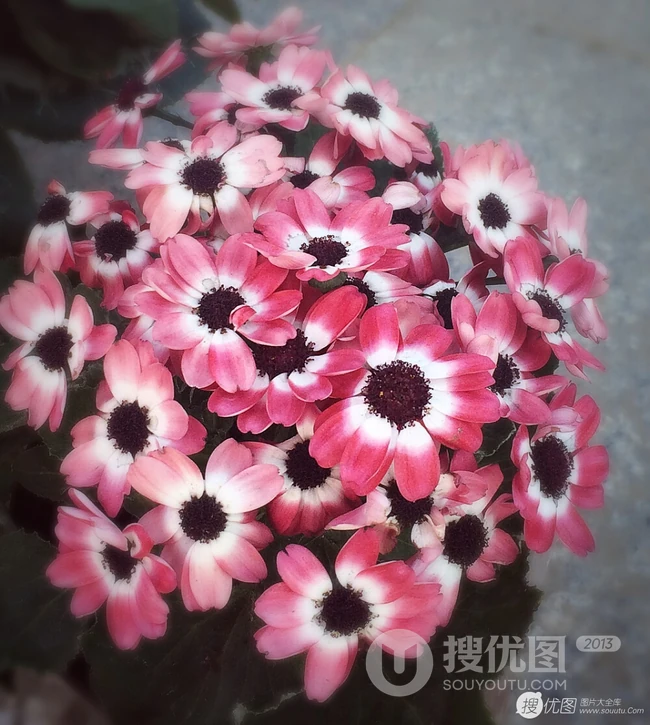 色彩丰富多样性的观赏性植物瓜叶菊（富贵菊）唯美图片