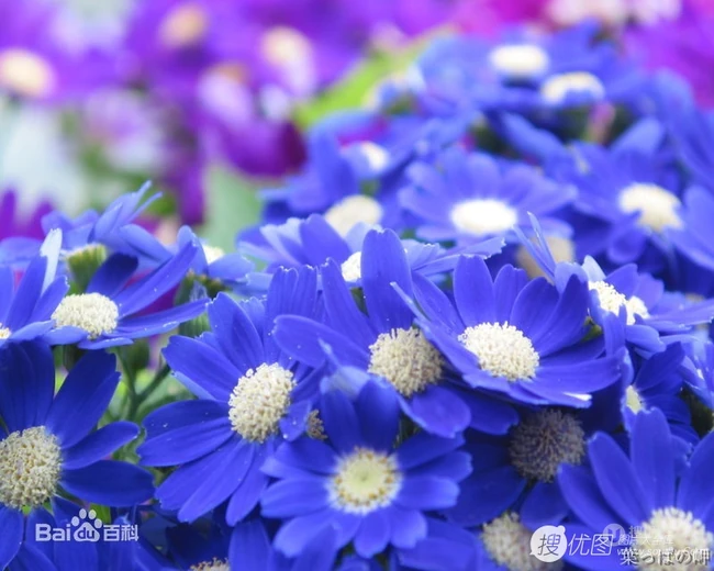 色彩丰富多样性的观赏性植物瓜叶菊（富贵菊）唯美图片